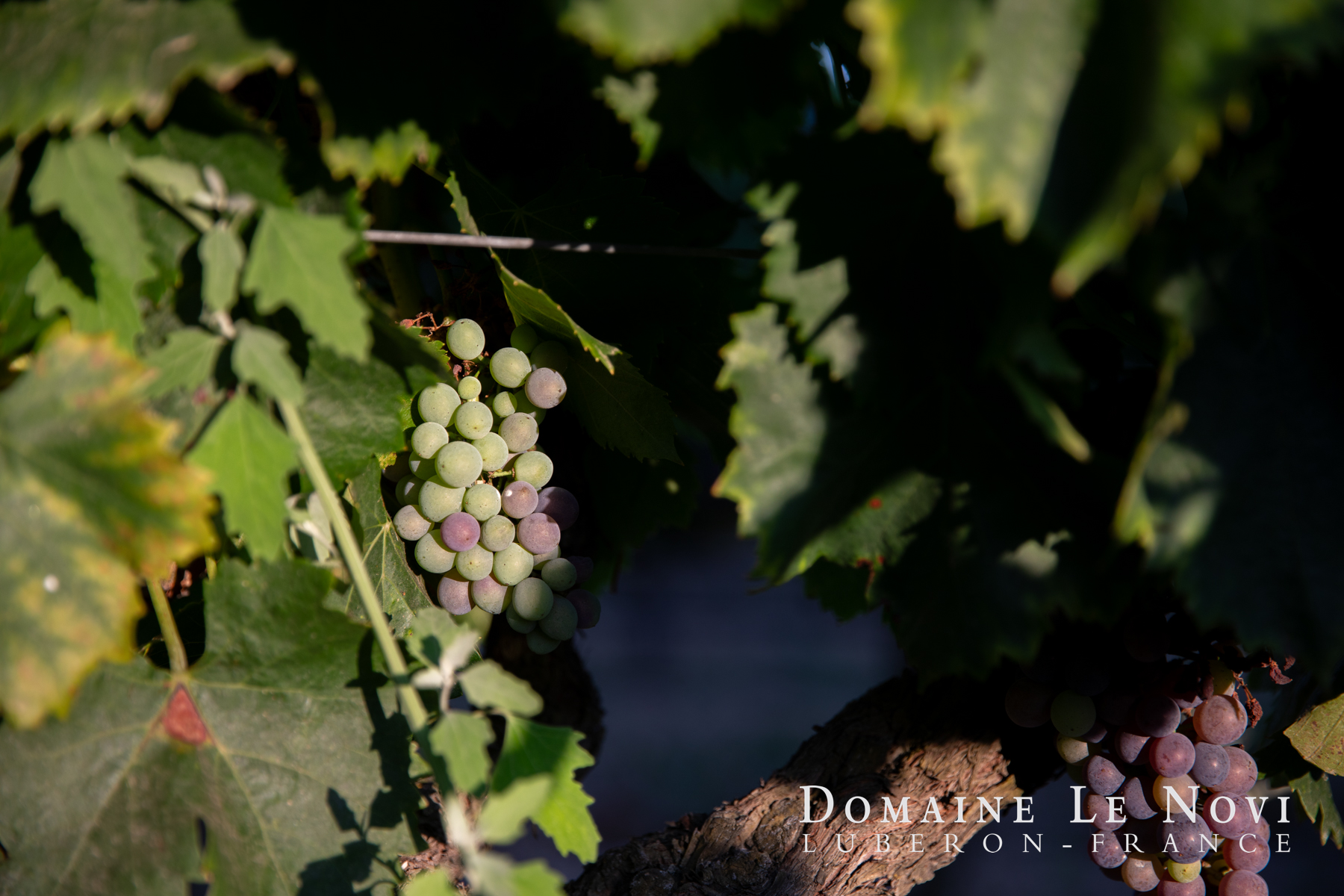 Traube am Weinstock im Weingut Domaine Le Novi im Luberon