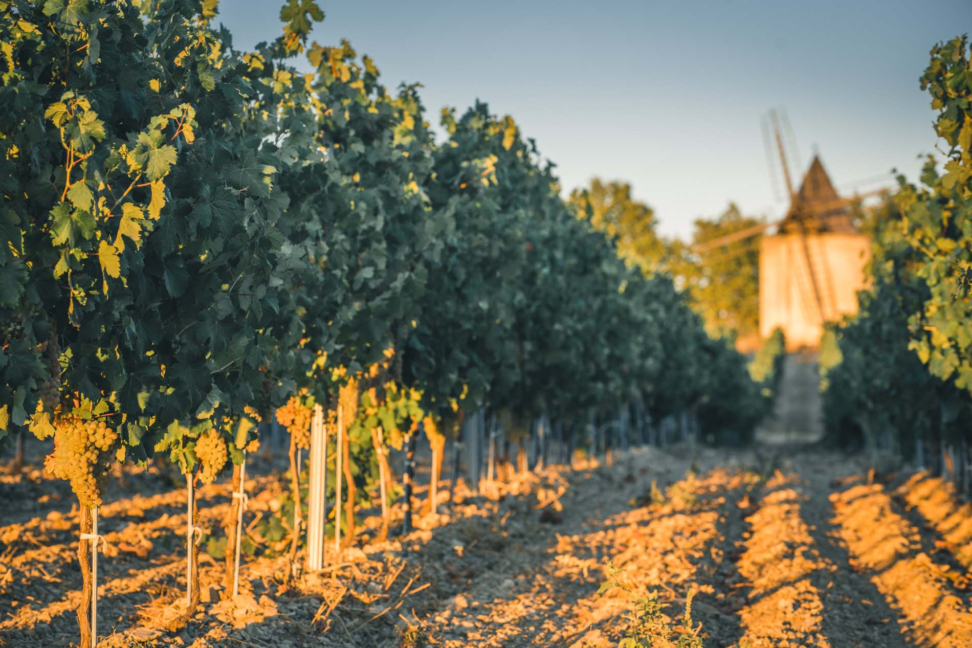 Weinberge von Château de Sannes Weinberge von Château de Sannes dans le Parc naturel régional du Luberon