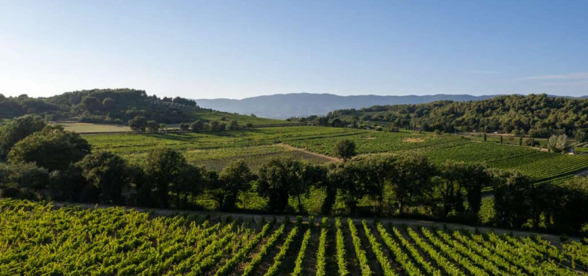 Im Herzen des Weinbergs im Domaine Le Novi