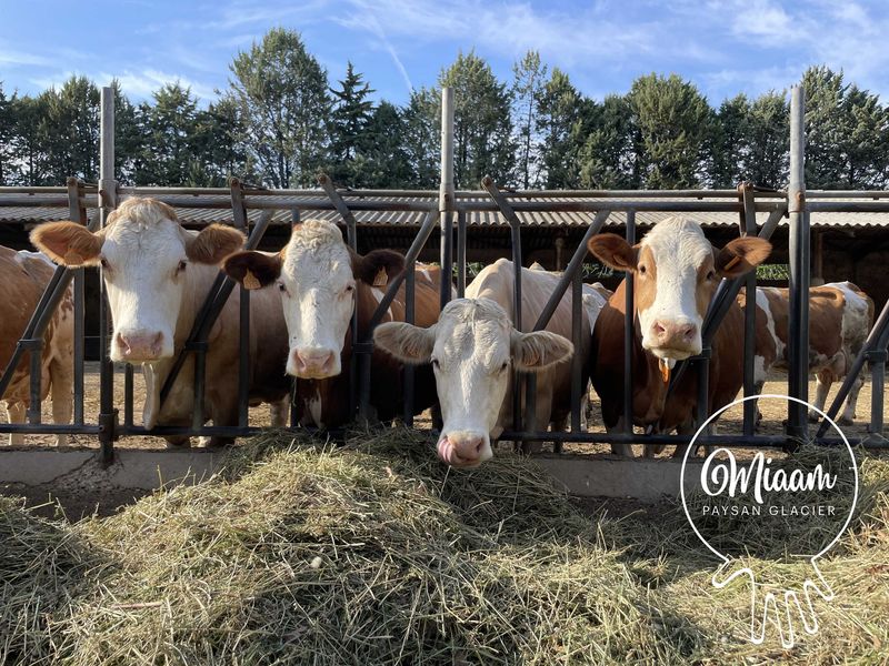 Ferme Miaam, glaces de la ferme