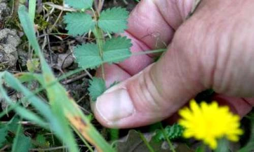Reconnaissance des plantes sauvages